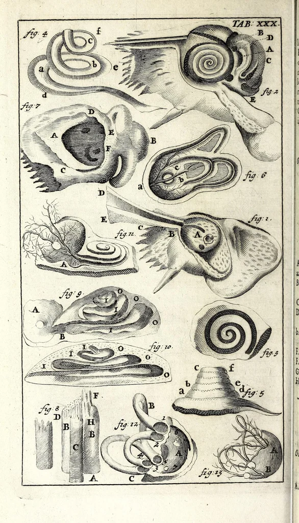 An illustration from Steph. Blancardi Anatomia reformata, sive, Concinna corporis humani dissectio, ad neotericorum mentem adornata ... : accedit ejusdem authoris De balsamatione nova methodus, à nemine antehac similiter descripta, 1695, leaf 446