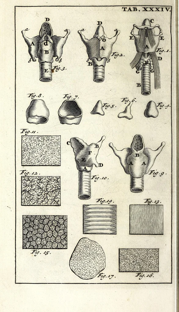An illustration from Steph. Blancardi Anatomia reformata, sive, Concinna corporis humani dissectio, ad neotericorum mentem adornata ... : accedit ejusdem authoris De balsamatione nova methodus, à nemine antehac similiter descripta, 1695, leaf 486
