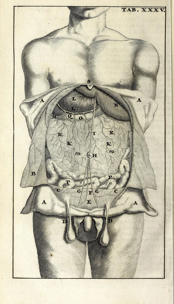 An illustration from Steph. Blancardi Anatomia reformata, sive, Concinna corporis humani dissectio, ad neotericorum mentem adornata ... : accedit ejusdem authoris De balsamatione nova methodus, à nemine antehac similiter descripta, 1695, leaf 500