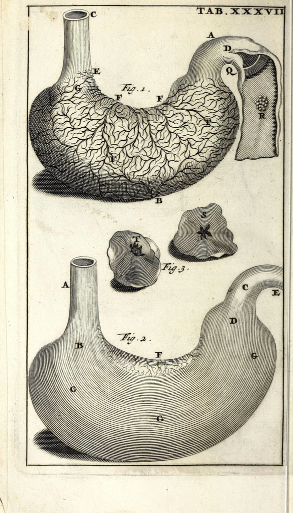 An illustration from Steph. Blancardi Anatomia reformata, sive, Concinna corporis humani dissectio, ad neotericorum mentem adornata ... : accedit ejusdem authoris De balsamatione nova methodus, à nemine antehac similiter descripta, 1695, leaf 516