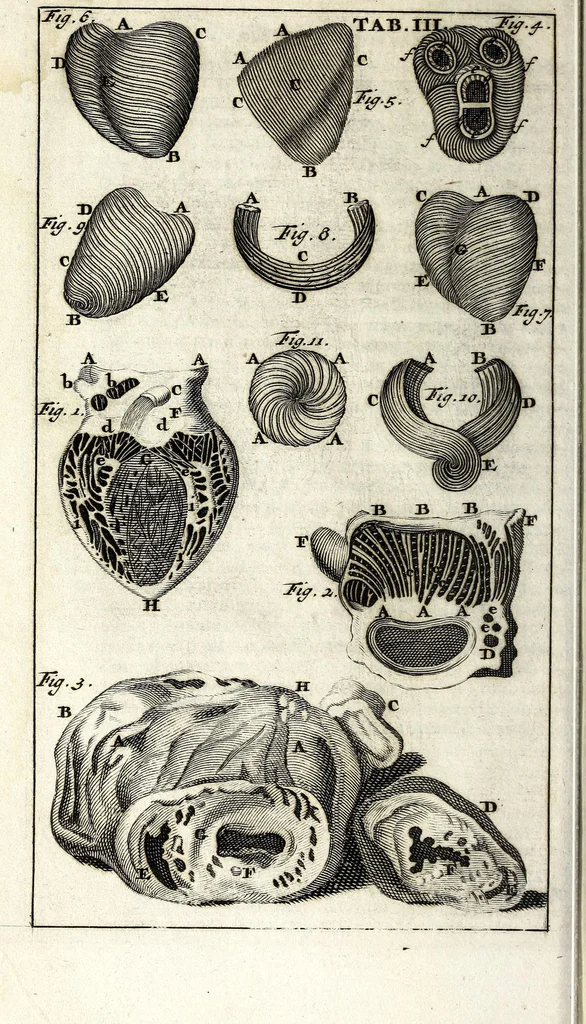An illustration from Steph. Blancardi Anatomia reformata, sive, Concinna corporis humani dissectio, ad neotericorum mentem adornata ... : accedit ejusdem authoris De balsamatione nova methodus, à nemine antehac similiter descripta, 1695, leaf 52