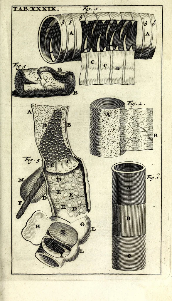 An illustration from Steph. Blancardi Anatomia reformata, sive, Concinna corporis humani dissectio, ad neotericorum mentem adornata ... : accedit ejusdem authoris De balsamatione nova methodus, à nemine antehac similiter descripta, 1695, leaf 533