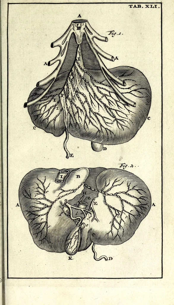 An illustration from Steph. Blancardi Anatomia reformata, sive, Concinna corporis humani dissectio, ad neotericorum mentem adornata ... : accedit ejusdem authoris De balsamatione nova methodus, à nemine antehac similiter descripta, 1695, leaf 575