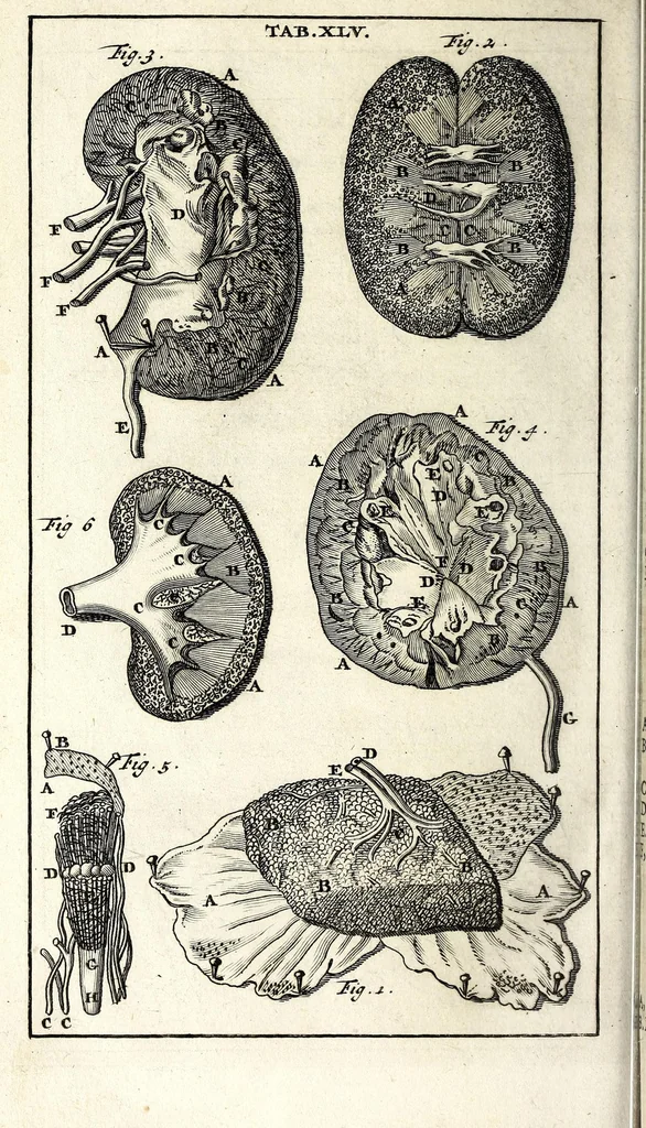 An illustration from Steph. Blancardi Anatomia reformata, sive, Concinna corporis humani dissectio, ad neotericorum mentem adornata ... : accedit ejusdem authoris De balsamatione nova methodus, à nemine antehac similiter descripta, 1695, leaf 614