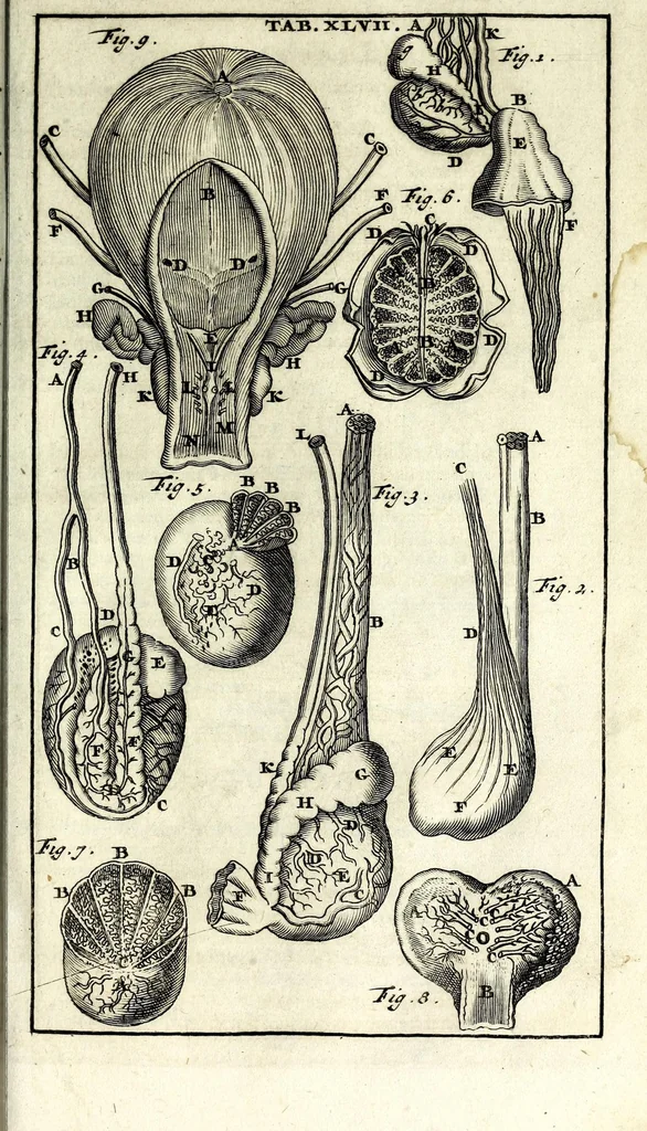 An illustration from Steph. Blancardi Anatomia reformata, sive, Concinna corporis humani dissectio, ad neotericorum mentem adornata ... : accedit ejusdem authoris De balsamatione nova methodus, à nemine antehac similiter descripta, 1695, leaf 641