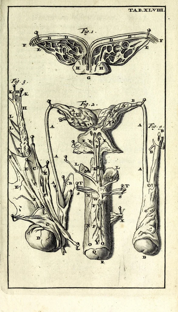 An illustration from Steph. Blancardi Anatomia reformata, sive, Concinna corporis humani dissectio, ad neotericorum mentem adornata ... : accedit ejusdem authoris De balsamatione nova methodus, à nemine antehac similiter descripta, 1695, leaf 667