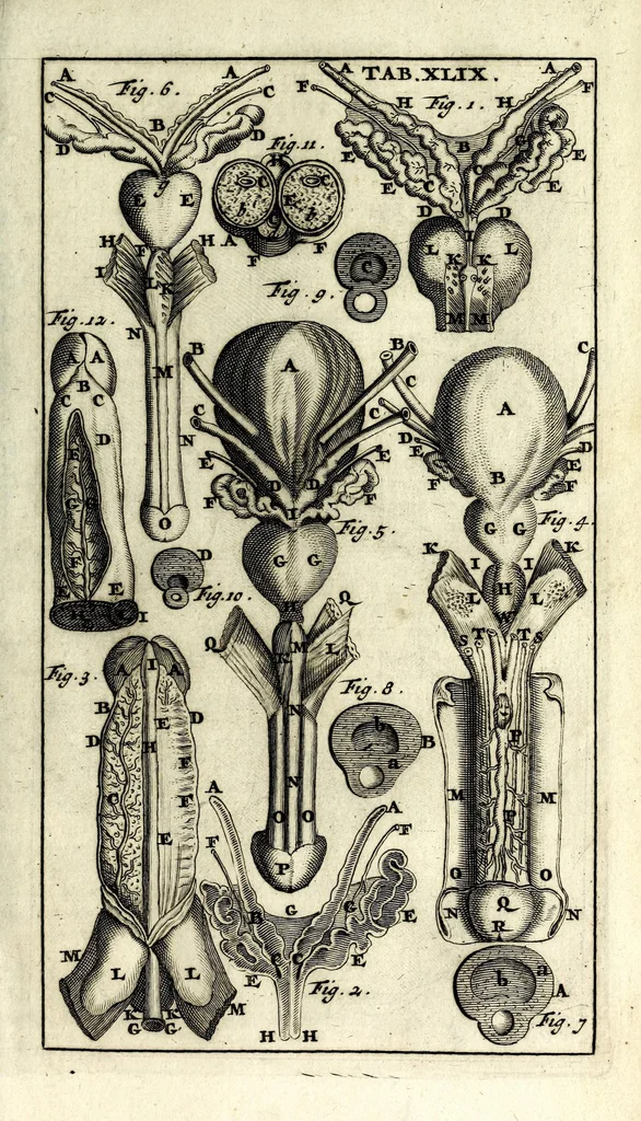 An illustration from Steph. Blancardi Anatomia reformata, sive, Concinna corporis humani dissectio, ad neotericorum mentem adornata ... : accedit ejusdem authoris De balsamatione nova methodus, à nemine antehac similiter descripta, 1695, leaf 671