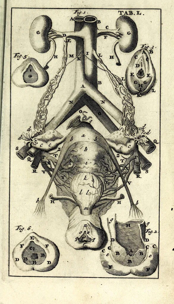 An illustration from Steph. Blancardi Anatomia reformata, sive, Concinna corporis humani dissectio, ad neotericorum mentem adornata ... : accedit ejusdem authoris De balsamatione nova methodus, à nemine antehac similiter descripta, 1695, leaf 703