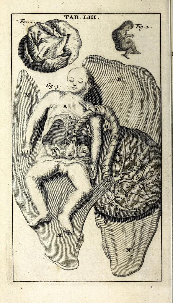 An illustration from Steph. Blancardi Anatomia reformata, sive, Concinna corporis humani dissectio, ad neotericorum mentem adornata ... : accedit ejusdem authoris De balsamatione nova methodus, à nemine antehac similiter descripta, 1695, leaf 730