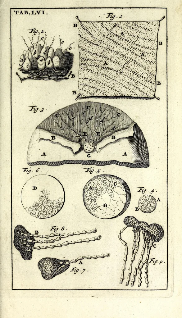 An illustration from Steph. Blancardi Anatomia reformata, sive, Concinna corporis humani dissectio, ad neotericorum mentem adornata ... : accedit ejusdem authoris De balsamatione nova methodus, à nemine antehac similiter descripta, 1695, leaf 743