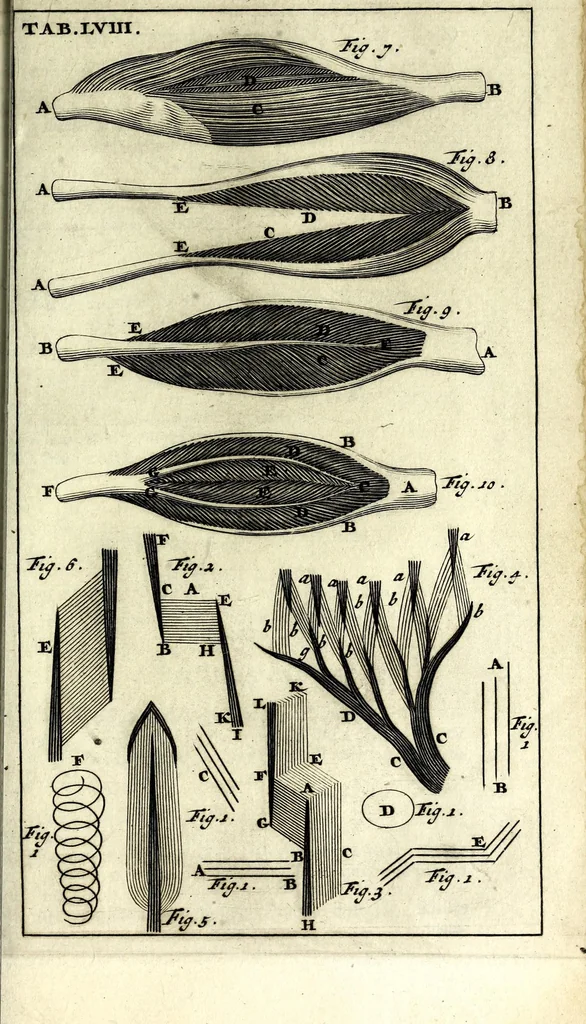 An illustration from Steph. Blancardi Anatomia reformata, sive, Concinna corporis humani dissectio, ad neotericorum mentem adornata ... : accedit ejusdem authoris De balsamatione nova methodus, à nemine antehac similiter descripta, 1695, leaf 797