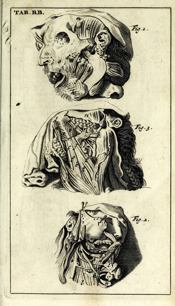 An illustration from Steph. Blancardi Anatomia reformata, sive, Concinna corporis humani dissectio, ad neotericorum mentem adornata ... : accedit ejusdem authoris De balsamatione nova methodus, à nemine antehac similiter descripta, 1695, leaf 821
