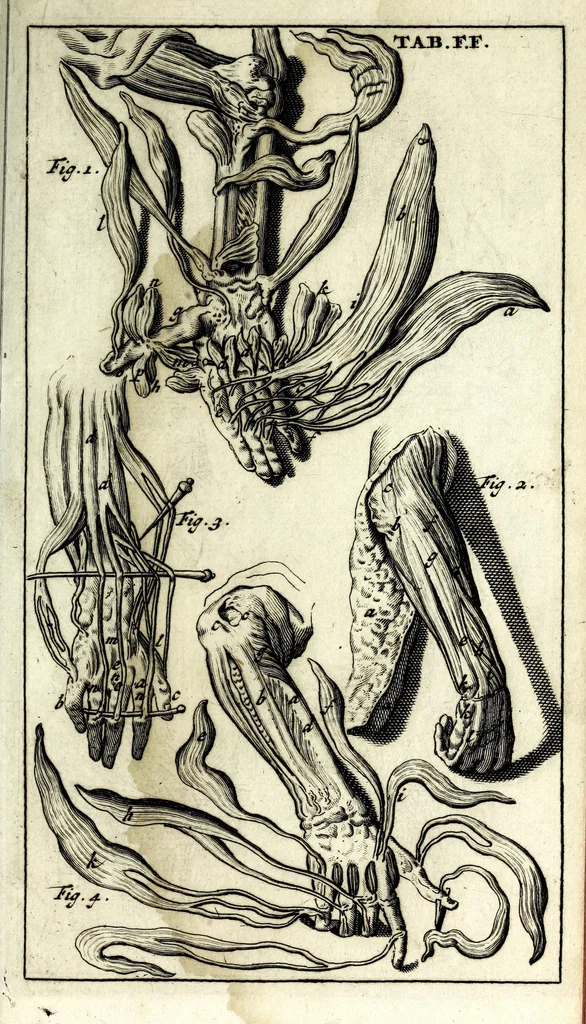 An illustration from Steph. Blancardi Anatomia reformata, sive, Concinna corporis humani dissectio, ad neotericorum mentem adornata ... : accedit ejusdem authoris De balsamatione nova methodus, à nemine antehac similiter descripta, 1695, leaf 833