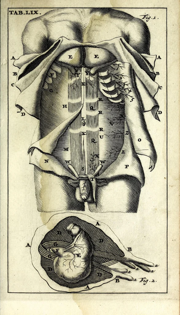 An illustration from Steph. Blancardi Anatomia reformata, sive, Concinna corporis humani dissectio, ad neotericorum mentem adornata ... : accedit ejusdem authoris De balsamatione nova methodus, à nemine antehac similiter descripta, 1695, leaf 845
