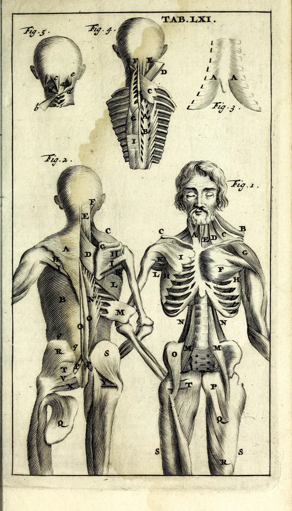 An illustration from Steph. Blancardi Anatomia reformata, sive, Concinna corporis humani dissectio, ad neotericorum mentem adornata ... : accedit ejusdem authoris De balsamatione nova methodus, à nemine antehac similiter descripta, 1695, leaf 851
