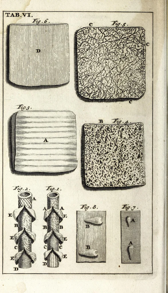 An illustration from Steph. Blancardi Anatomia reformata, sive, Concinna corporis humani dissectio, ad neotericorum mentem adornata ... : accedit ejusdem authoris De balsamatione nova methodus, à nemine antehac similiter descripta, 1695, leaf 88