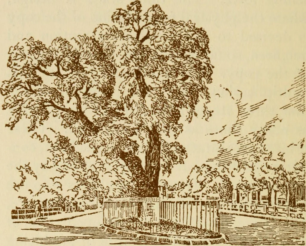 An illustration from Stephen Daye and his successors; the establishment of a printing plant in what was formerly British North America and the development of the art of printing at the University Press, of Cambridge, Massachusetts. 1639-1921, 1921, leaf 37