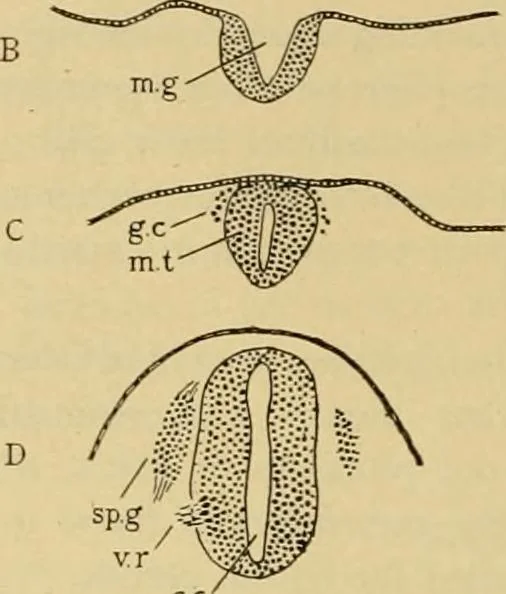 An illustration from Sthohr's histology : arranged upon an embroyological basis, 1906, leaf 103