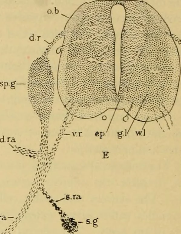 An illustration from Sthohr's histology : arranged upon an embroyological basis, 1906, leaf 103