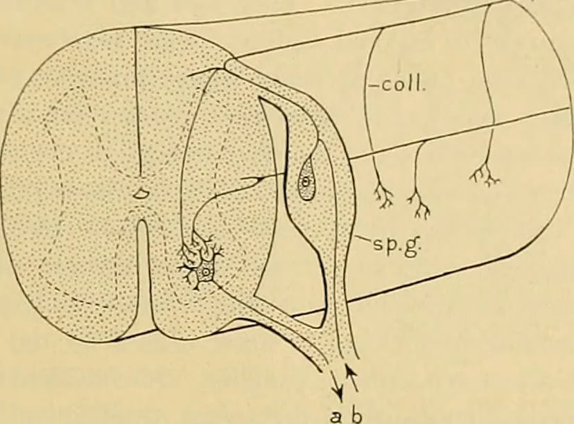 An illustration from Sthohr's histology : arranged upon an embroyological basis, 1906, leaf 104