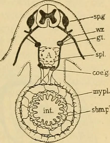 An illustration from Sthohr's histology : arranged upon an embroyological basis, 1906, leaf 106