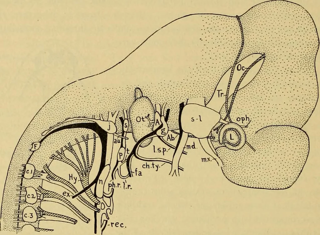 An illustration from Sthohr's histology : arranged upon an embroyological basis, 1906, leaf 107