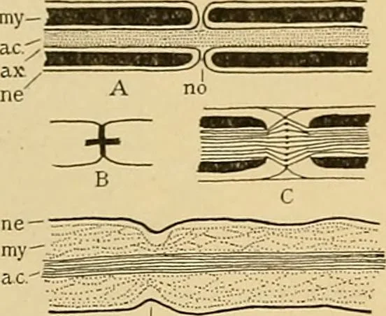 An illustration from Sthohr's histology : arranged upon an embroyological basis, 1906, leaf 110