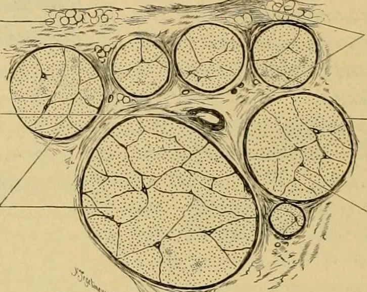 An illustration from Sthohr's histology : arranged upon an embroyological basis, 1906, leaf 111