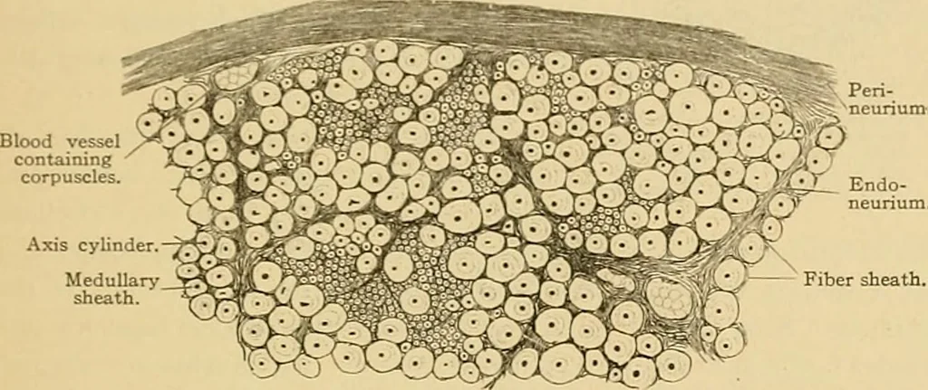 An illustration from Sthohr's histology : arranged upon an embroyological basis, 1906, leaf 112