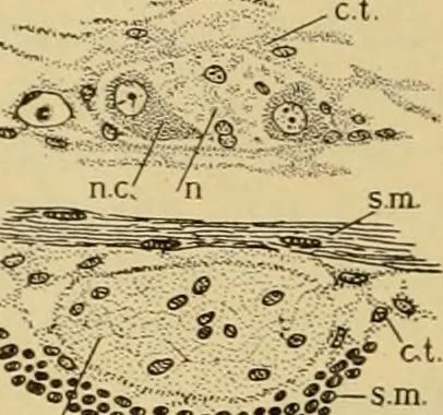 An illustration from Sthohr's histology : arranged upon an embroyological basis, 1906, leaf 113