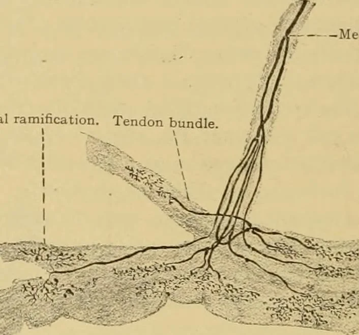 An illustration from Sthohr's histology : arranged upon an embroyological basis, 1906, leaf 115