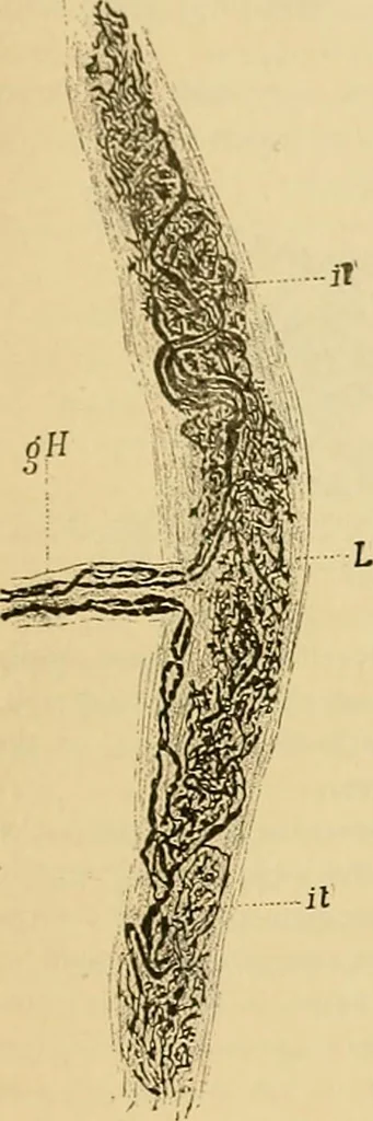 An illustration from Sthohr's histology : arranged upon an embroyological basis, 1906, leaf 116
