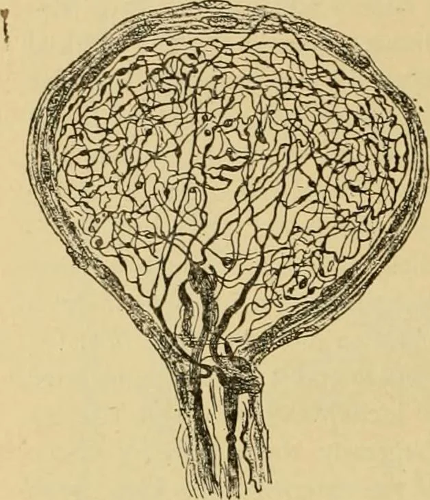 An illustration from Sthohr's histology : arranged upon an embroyological basis, 1906, leaf 117