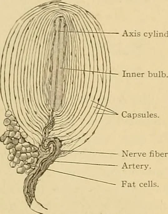 An illustration from Sthohr's histology : arranged upon an embroyological basis, 1906, leaf 118
