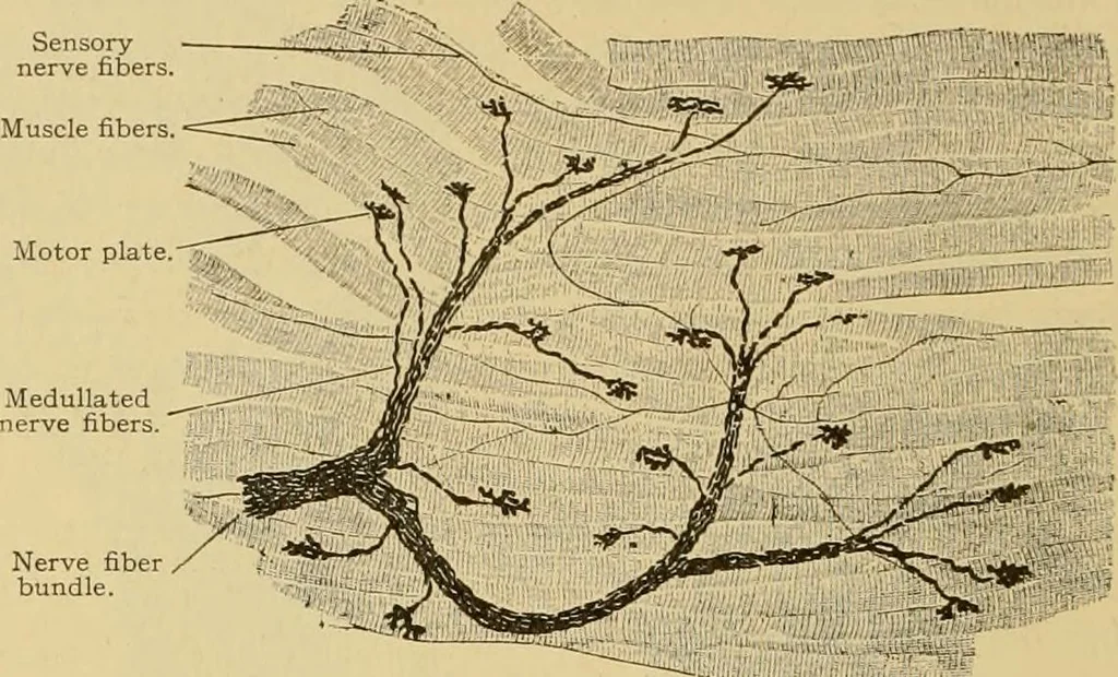 An illustration from Sthohr's histology : arranged upon an embroyological basis, 1906, leaf 119