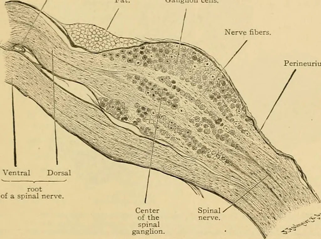 An illustration from Sthohr's histology : arranged upon an embroyological basis, 1906, leaf 120