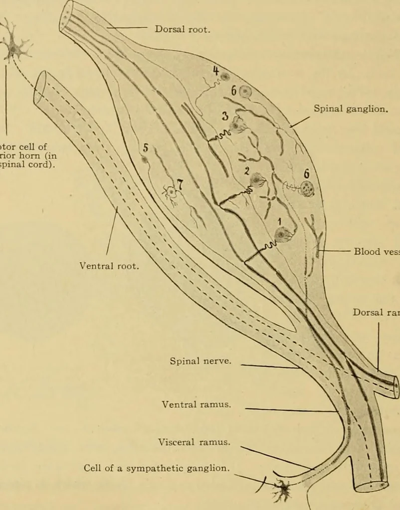 An illustration from Sthohr's histology : arranged upon an embroyological basis, 1906, leaf 123