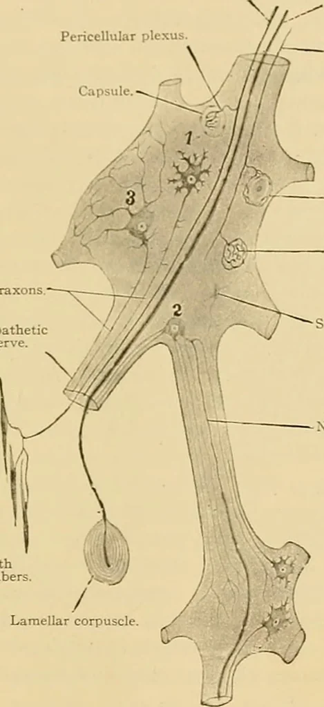 An illustration from Sthohr's histology : arranged upon an embroyological basis, 1906, leaf 124