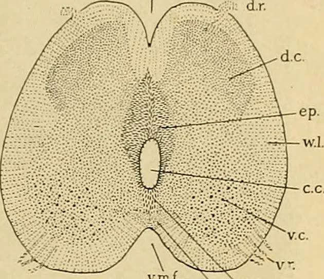 An illustration from Sthohr's histology : arranged upon an embroyological basis, 1906, leaf 126