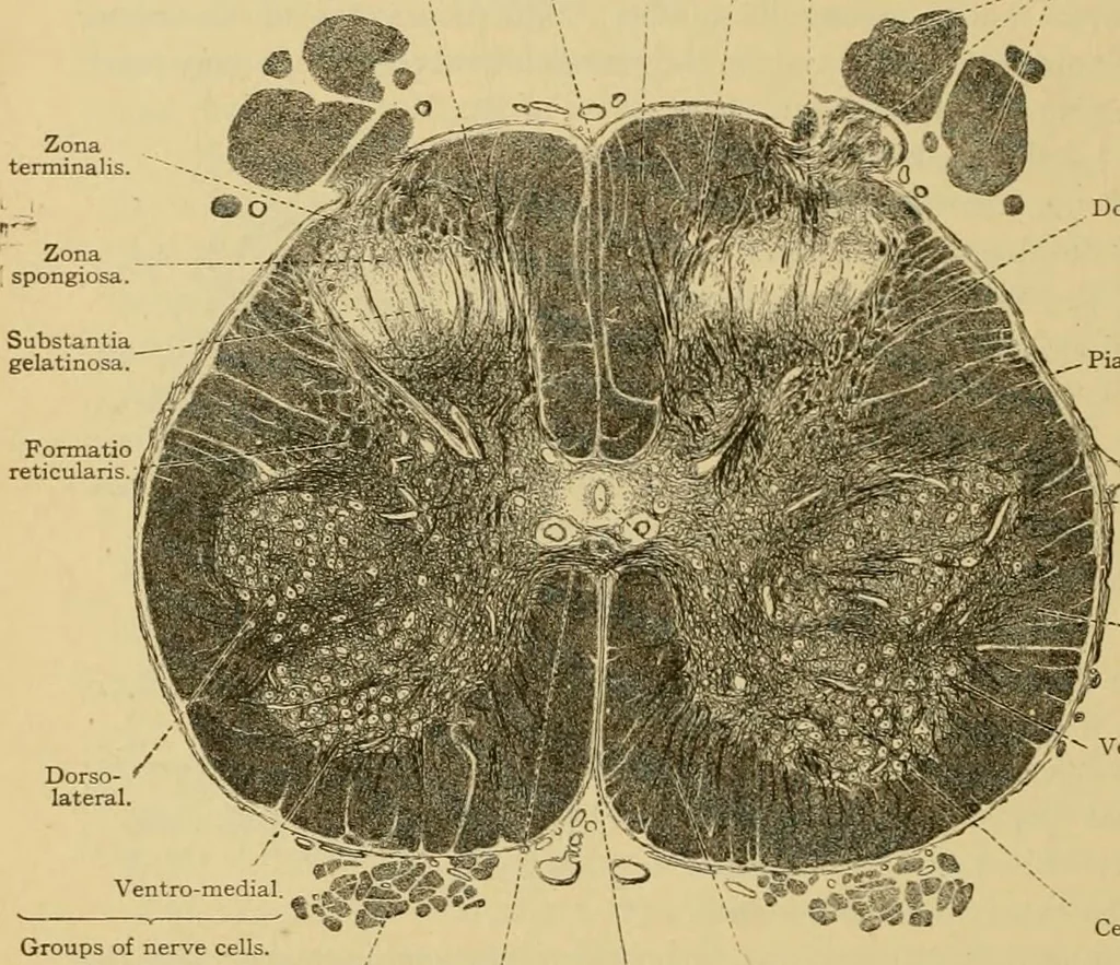 An illustration from Sthohr's histology : arranged upon an embroyological basis, 1906, leaf 127