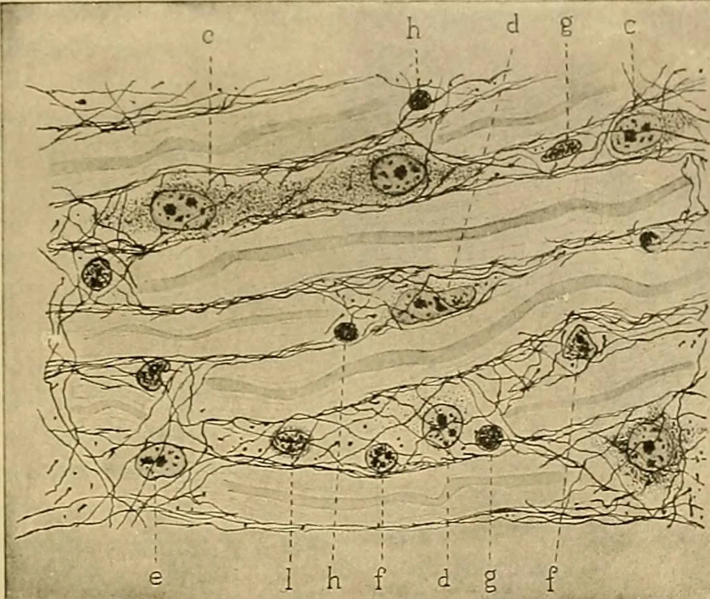 An illustration from Sthohr's histology : arranged upon an embroyological basis, 1906, leaf 128
