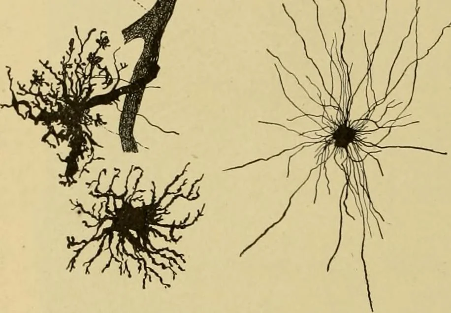 An illustration from Sthohr's histology : arranged upon an embroyological basis, 1906, leaf 129