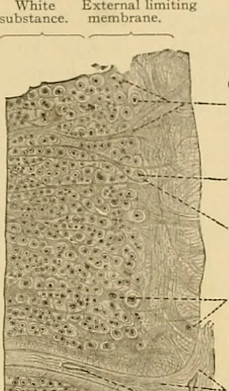 An illustration from Sthohr's histology : arranged upon an embroyological basis, 1906, leaf 130
