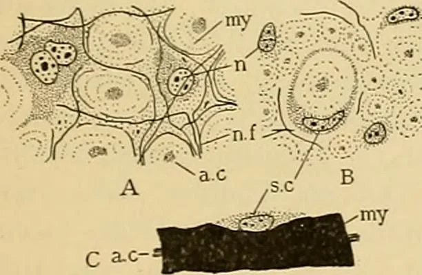 An illustration from Sthohr's histology : arranged upon an embroyological basis, 1906, leaf 130