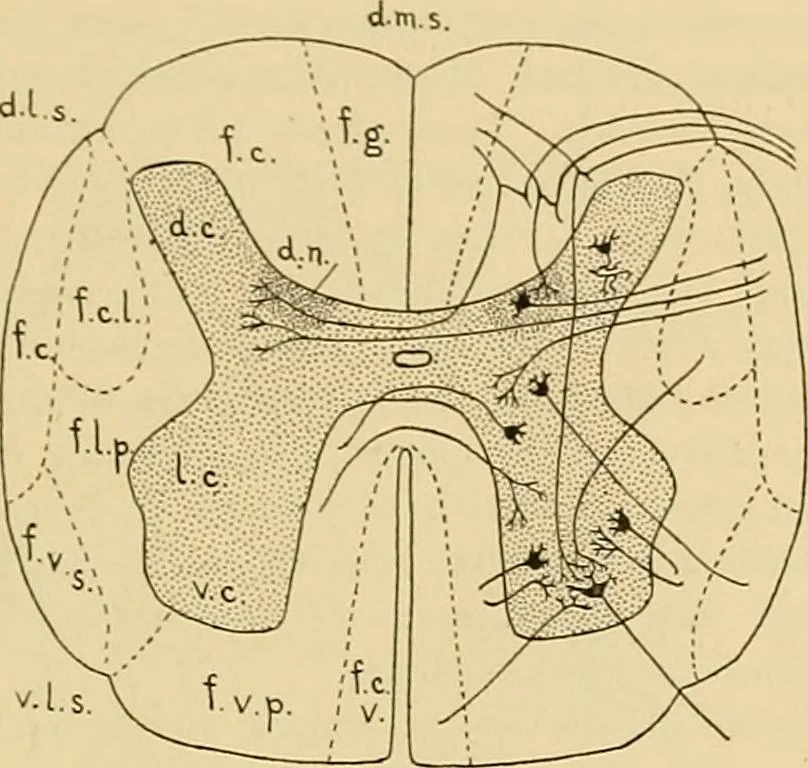 An illustration from Sthohr's histology : arranged upon an embroyological basis, 1906, leaf 132