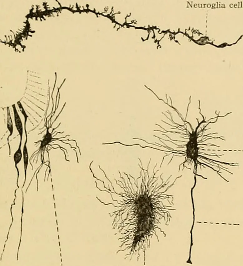 An illustration from Sthohr's histology : arranged upon an embroyological basis, 1906, leaf 134