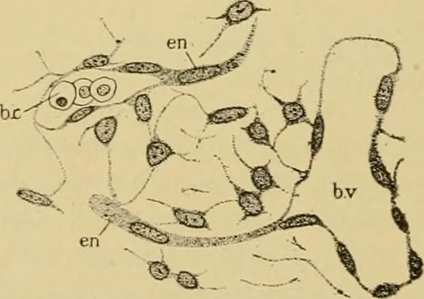 An illustration from Sthohr's histology : arranged upon an embroyological basis, 1906, leaf 135