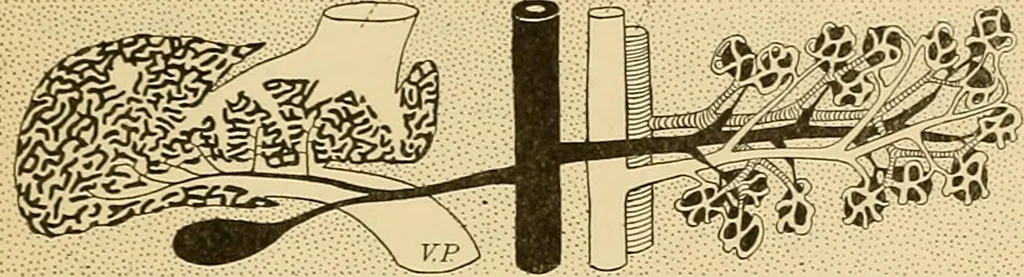An illustration from Sthohr's histology : arranged upon an embroyological basis, 1906, leaf 136