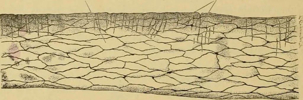 An illustration from Sthohr's histology : arranged upon an embroyological basis, 1906, leaf 139