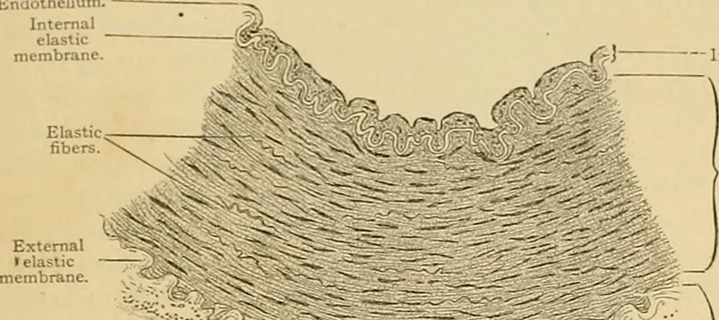 An illustration from Sthohr's histology : arranged upon an embroyological basis, 1906, leaf 140